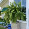 HELLORSO Single Silky Artificial Boston Fern Bush, 23Inch Artificial Plants, Suitable for Decorating Office, Patio, Living Room Faux Greenery (Green) view 4