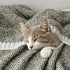 MIULEE Super Soft Throw Blanket for Couch, Olive Green Cozy Fluffy Warm Blankets Lightweight Knit Throw Blankets for Sofa, Bed, Chair, Living Room, Camping, Picnic, 60 x 80 inch view 3