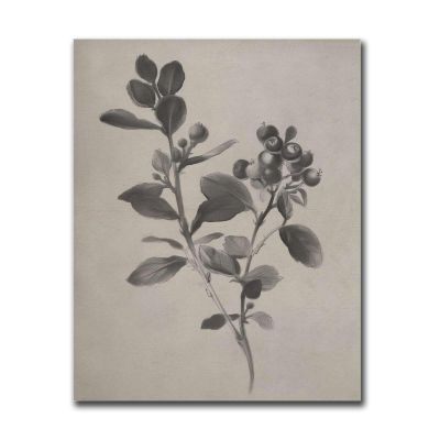 HSCFWYLN Canvas Painting Poster and Print Neutral Blueberry Art Print Vintage Botanical Blueberries Illustration Fruit Print Modern Home and Bedroom Decoration 12x18inch Without Frame