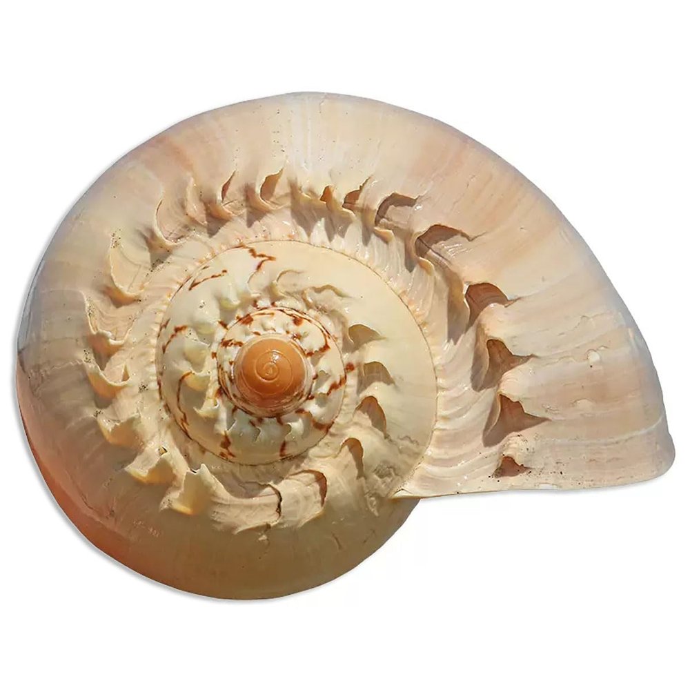 YIFEIWSHH Natural Shell,Beach Sea Shells, Shells Natural Golden Snail Jumbo Seashells 10-23Cm Fish Tank Ornament DIY Craft Collector for Wedding Beach Theme Party Decor(16~18cm)