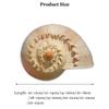 YIFEIWSHH Natural Shell,Beach Sea Shells, Shells Natural Golden Snail Jumbo Seashells 10-23Cm Fish Tank Ornament DIY Craft Collector for Wedding Beach Theme Party Decor(16~18cm) view 2