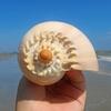 YIFEIWSHH Natural Shell,Beach Sea Shells, Shells Natural Golden Snail Jumbo Seashells 10-23Cm Fish Tank Ornament DIY Craft Collector for Wedding Beach Theme Party Decor(16~18cm) view 3