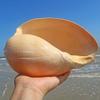 YIFEIWSHH Natural Shell,Beach Sea Shells, Shells Natural Golden Snail Jumbo Seashells 10-23Cm Fish Tank Ornament DIY Craft Collector for Wedding Beach Theme Party Decor(16~18cm) view 4