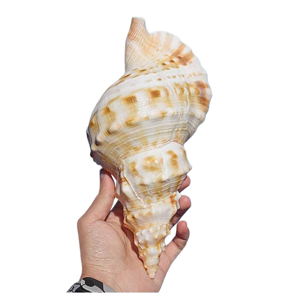 HKNNSDEED Ocean Conch Jumbo Seashells Natural Sea Shells, Large Natural Sea Shells Super Large White Frog Snail 17~22Cm for DIY,Wedding Decor Beach Theme Party,21~22cm(21~22cm)