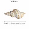 HKNNSDEED Ocean Conch Jumbo Seashells  Natural Sea Shells, Large Natural Sea Shells Super Large White Frog Snail 17~22Cm for DIY,Wedding Decor Beach Theme Party,21~22cm(21~22cm) view 2