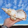 HKNNSDEED Ocean Conch Jumbo Seashells  Natural Sea Shells, Large Natural Sea Shells Super Large White Frog Snail 17~22Cm for DIY,Wedding Decor Beach Theme Party,21~22cm(21~22cm) view 3