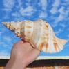 HKNNSDEED Ocean Conch Jumbo Seashells  Natural Sea Shells, Large Natural Sea Shells Super Large White Frog Snail 17~22Cm for DIY,Wedding Decor Beach Theme Party,21~22cm(21~22cm) view 4
