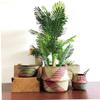 Hperu Seagrass Storage Basket Seagrass Belly Storage Basket with Handles Woven Foldable Storage Pot Plant Basin Cover for Laundry Groceries Picnic Beach Bag (S), 22*20cm view 4