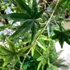 Artificial Green Maple Tree Faux Silk Plant Green Planter Fake Greenery Potted Plant for Home Office Decor Indoor(1.5mx1.2m) view 2