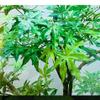 Artificial Green Maple Tree Faux Silk Plant Green Planter Fake Greenery Potted Plant for Home Office Decor Indoor(1.5mx1.2m) view 3