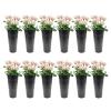 CNCEST 12 Pcs White Metal Flower Buckets, Flower Display Buckets, 9 Inch Metal Vase with Handles, for Home, Garden, Flower Shop, Entrance, Living Room Wedding Flower Display (Black) view 1