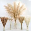 Decorative Tall Pampas Grass for Floor Vase  Premium Large Pampas Grass Decor Tall, 17"-40" Pampas Grass Stems, Dried Pampas Grass Decor Tall, Natural Pampas Grass with Beige Decor and Boho Feathers view 2