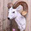 Animal Head Wall Decor, American Retro Simulation Sheep Head Wall Hanging, Wall Hanging Decoration for Family Living Room Bedroom Kitchen view 3