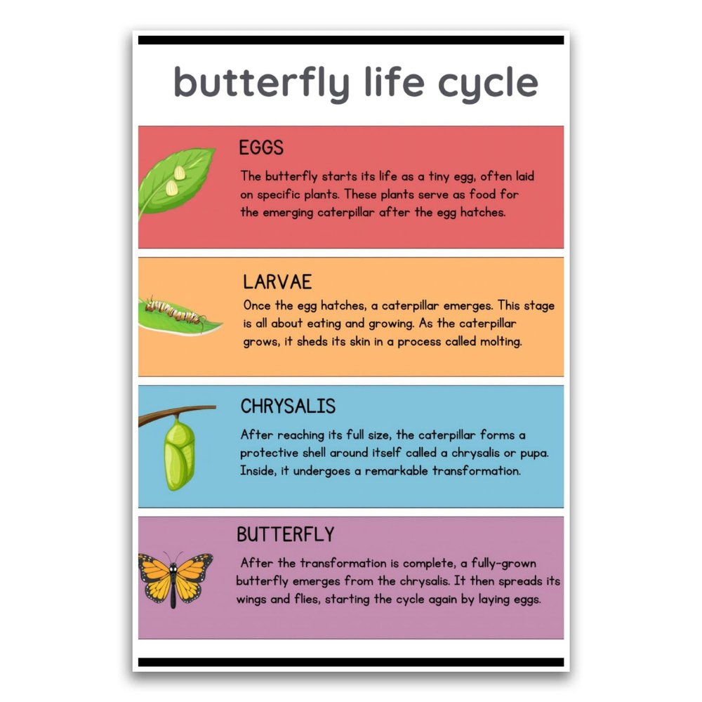 Butterfly Life Cycle Poster - Classroom Therapy Educational School Kid Poster - 12 x 18 Inch Unframed Poster - Premium Poster On 100lb Gloss Paper - Printed In The USA FHJP1605