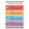 Butterfly Life Cycle Poster - Classroom Therapy Educational School Kid Poster - 12 x 18 Inch Unframed Poster - Premium Poster On 100lb Gloss Paper - Printed In The USA FHJP1605 view 1