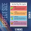 Butterfly Life Cycle Poster - Classroom Therapy Educational School Kid Poster - 12 x 18 Inch Unframed Poster - Premium Poster On 100lb Gloss Paper - Printed In The USA FHJP1605 view 2