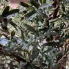 ESRADA Artificial Olive Tree 6-16.4ft, Extra Tall Olive Faux Plants Indoor, Fake Olive Tree, Faux Silk Plant for Home Decor, Office, Living Room 8ft view 2