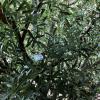 ESRADA Artificial Olive Tree 6-16.4ft, Extra Tall Olive Faux Plants Indoor, Fake Olive Tree, Faux Silk Plant for Home Decor, Office, Living Room 8ft view 3
