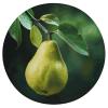 Dwrepo Round Seat Cushion Pears on The Tree Chair Cushions Non Slip Removable Chair Pad Stool Cushion Stool Seat Cover for Couch Sofa Floor Office Kitchen 15.3 Inch view 1