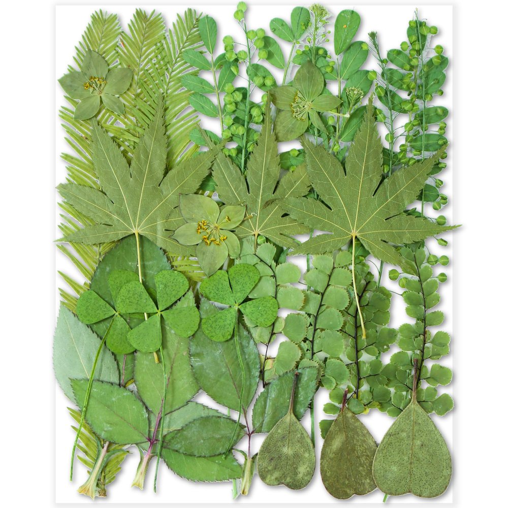 30PCS Green Dried Pressed Leaf Leaves, YouthBro Greenery Real Nature Plant Herbarium Set for DIY Jewelry Candle Scrapbook Art Craft Decors,Green