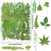 30PCS Green Dried Pressed Leaf Leaves, YouthBro Greenery Real Nature Plant Herbarium Set for DIY Jewelry Candle Scrapbook Art Craft Decors,Green view 2