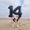 10 Balloons Number, 10th Birthday Decorations for Girl Boys, Black Birthdays Balloons 40 In for Engagement, Wedding, Celebration Party, Graduations, Photo Shoot view 4