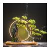 Artificial Plants Artificial Bonsai Tree Desktop Decoration Rockery Plants and LED Lights Realistic Indoor Artificial Green Plants Suitable for Living Room Office Fake Plants Bonsai Tree(B) view 1