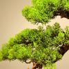 Bustards Artificial Tree Office Study Chinese Decorative Ornaments Simulation Bonsai Fake Green Plants Potted Hotel High-Grade Furnishings Artificial Plants Indoor view 3