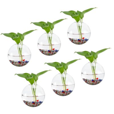 PATIKIL Wall Hanging Glass Terrarium Planters 5x5inch, 6 Pack Oblate Wall-Mounted Plant Propagation Station Container Flower Vases for Hydroponic Office Home Decor Indoor, Transparent