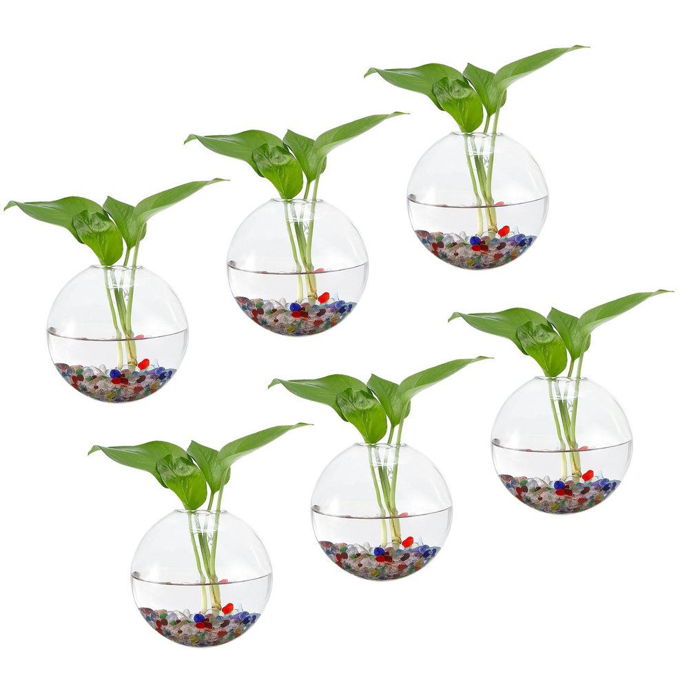 PATIKIL Wall Hanging Glass Terrarium Planters 5x5inch, 6 Pack Oblate Wall-Mounted Plant Propagation Station Container Flower Vases for Hydroponic Office Home Decor Indoor, Transparent