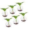PATIKIL Wall Hanging Glass Terrarium Planters 5x5inch, 6 Pack Oblate Wall-Mounted Plant Propagation Station Container Flower Vases for Hydroponic Office Home Decor Indoor, Transparent view 1