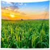 CORFOTO Sunset View Cornfield Tapestry Fabric 47''Wx70''L Countryside Rural Corn Fields Stalks Farm Landscape Tapestry Wall Hanging Bedroom Aesthetic Living Room College Dorm Decor view 4