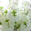 3Pcs Artificial Jasmine Flowers Branch Spray 44 Inch White Faux Silk Cherry Blossom Stems for Home Living Room Bedroom Table Centerpiece Vase Wedding Decor view 4