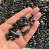 Wholesale Natural Semi Tumbled Shungite Gemstone Chips, Crushed Mini Crystals, Undrilled Crystal Chips (Shungite, 0.25 Pound) view 3