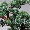 Artificial ed Plants Artificial Podocarpus Pine Simulation Green Plant Bonsai Resin Root Carving Base Zen Desktop Ornaments Home Interior Living Room Decoration Gifts, Green, 18.5" High Artificia view 2