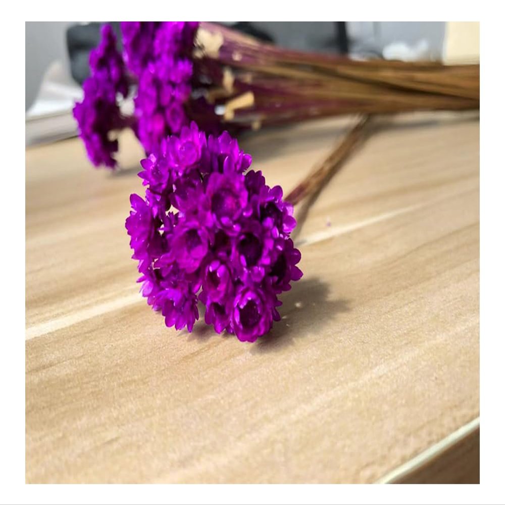 30 Stems Daisy Dried Flowers, Rose Purple Dried Daisy Flowers Bouquet, Small Daisy Chamomile Dry Flower for Wedding Floral Arrangements DIY Photo Props Home Decor Gift