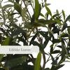 CG Hunter Faux Olive Tree, Premium Handmade Artificial Indoor Tree Stands 6.5-ft Tall, Lifelike-Leaves & Hand Painted Trunk, Planter Pot Included view 3