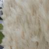 5D Feather Decoration Wall, Artificial Flower Wall Backdrop, Silky Feather Wall for Wedding Background Decoration Birthday Party Event (Reed,1m*1m) view 2
