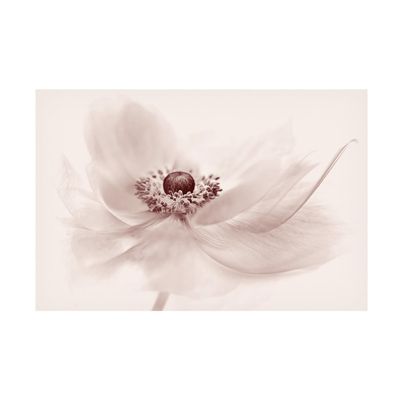 Trademark Fine Art Canvas Wall Art - Jacky Parker 'Nostalgia' Wall Art for Living Room, Bedroom, or Office Dcor