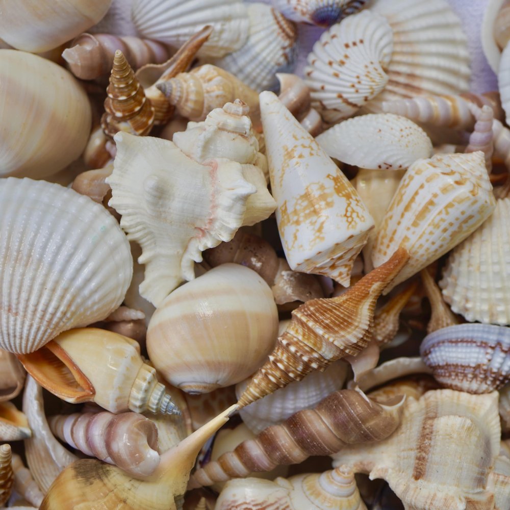 Sea Shells Mixed Beach Seashells, Various Sizes Natural Ocean Seashells Conch for Beach Themed Party DIY Crafts Fishtank Vase Fillers Home Wedding Decorations (500)