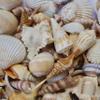 Sea Shells Mixed Beach Seashells, Various Sizes Natural Ocean Seashells Conch for Beach Themed Party DIY Crafts Fishtank Vase Fillers Home Wedding Decorations (500) view 1