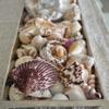 Sea Shells Mixed Beach Seashells, Various Sizes Natural Ocean Seashells Conch for Beach Themed Party DIY Crafts Fishtank Vase Fillers Home Wedding Decorations (500) view 2