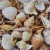 Sea Shells Mixed Beach Seashells, Various Sizes Natural Ocean Seashells Conch for Beach Themed Party DIY Crafts Fishtank Vase Fillers Home Wedding Decorations (500) view 3