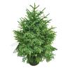 KYTGFH 5Ft Real Christmas Tree,Premium Spruce Hinged Includes Stand with Roots Eco-Friendly Xmas Tree,for Holiday Decoration,B,200cm(6.5ft) view 2