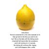 WZYED Cooking Timer Timer Lemon Kitchen Timer Mechanical Timer 60 Minute Clockwork Timer for Learning to Cook Countdown Timer view 3