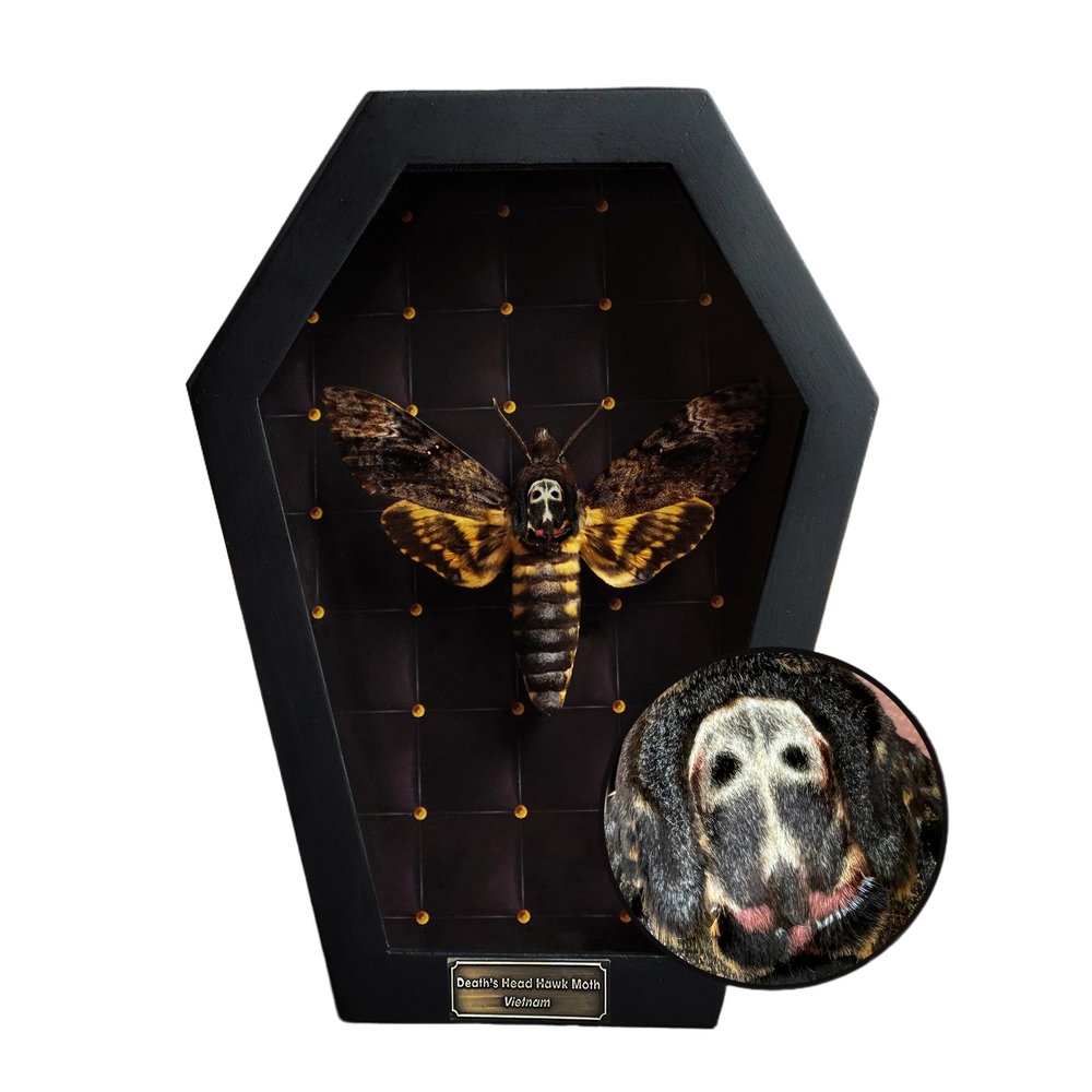 Real Death Head Moth White Skull Acherontia Gothic Witchy Spooky Halloween Butterfly Entomology Shadow Box Insect Oddity Curiosities Taxidermy Wall Art Home Decor Living Gallery CF18-01-NEM-MT