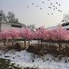 Sohodoo Artificial Cherry Tree Artificial Cherry Tree Marriage Tree Artificial Tree Park Sushi Restaurant Decorative Landscape Landscaping(2.5mx2m) view 3