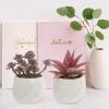 CORHAD 4pcs Mini Succulent Pots Plant Fake Succulents Artificial for Home Decor Faux Mini Plants view 3