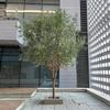 Artificial Plant Artificial Olive Tree Tall Faux Olive Tree with Realistic Leaves and Fruits - Indoor Outdoor Gorgeous Simulation Landscape Tree(2mx1.8m) view 1