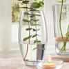 Amaryllis 12" Glass Bullet Vase view 3
